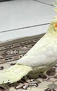 عروس هلندی  سخنگو سایز کینگ