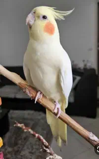 عروس هلندی گمشده