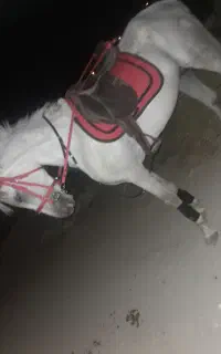 اسب عرب