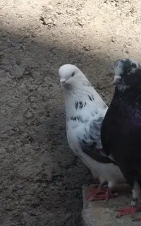 کبوتر یا کفتر پرشی معاوضه هم دارم