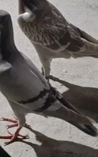 کبوتر