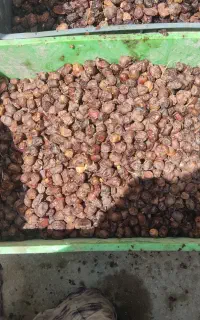 خرماسلنگ خوراک حیوان
