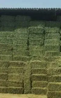 فروش انواع کاه گندم جو .ویونجه