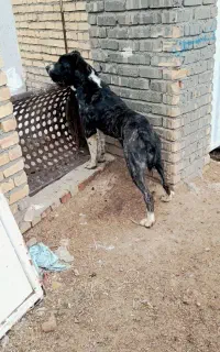 سگ خراسانی ماده