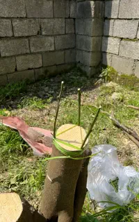 پیوند وهرس