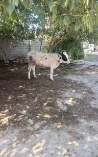 گوساله دورگ محلی ماده آماده پروار