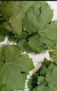 برگ انگور واس آشپزی