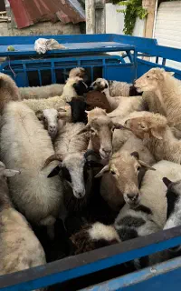 فروش گوسفند داشتی قیمت مناسب