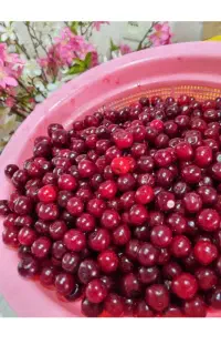 هسته گیری البالو با دستگاه