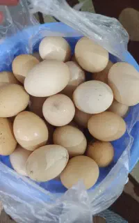 تخم مرغ محلی