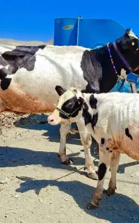 گاو‌شیری