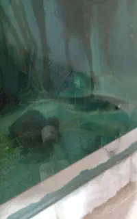 ماهی