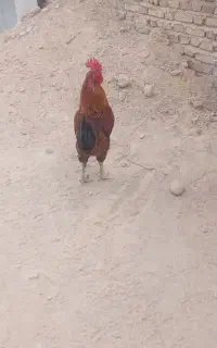 خروس محلی