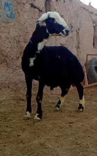 بره قوچ عشقی