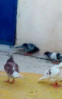 گمشده توپاشون توپی شیرازی قرمز داره