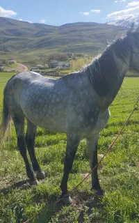 اسب اخته 5ساله