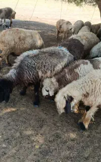 فروش70بره