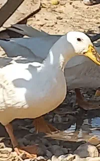 اردک