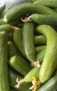 فروش خیار زمینی مخصوص خیارشور