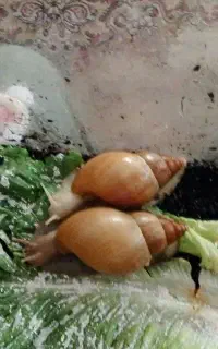 حلزون البینو غول پیکر و زیبا