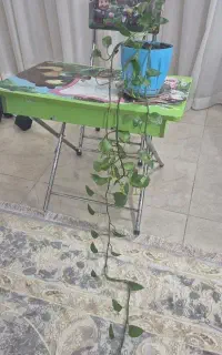 انواع گل