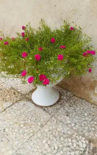 بوته گل پریوش وقلمه گل کاکلی (ناز آفتابی)