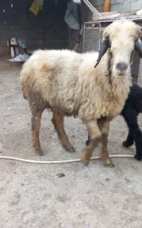 س عدد گوسفنده بره دار با بره ماده قیمت ۴۴میلیون