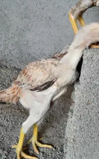 جوجه لاری