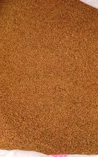 بذره یونجه