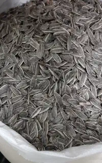 تخمه کانادای