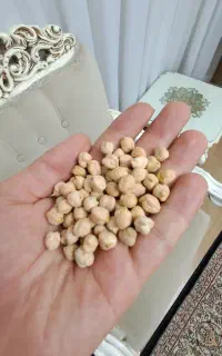 نخود اعلا برداشت امسال کرمانشاه