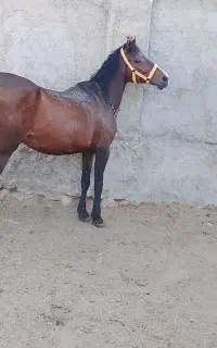 اسب مادیان