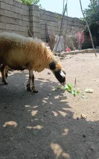 گوسفند ماده