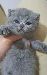 توله های زیبا از همه نژاد