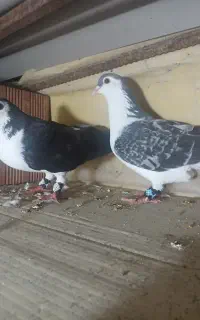 کبوتر ساده