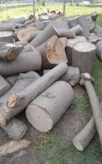 خرید چوب عمده صنوبر درخت جنگلی محوطه عمده پالت