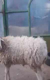 یک عدد شیشک چاق در خونه با بهترین خوراک بزرگ