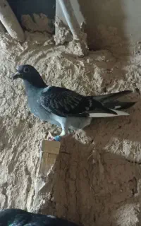کفتر