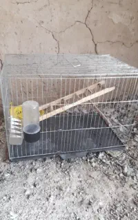قفس مرغ عشق