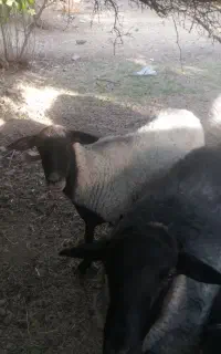 میش وبره رومانو ف وافشار