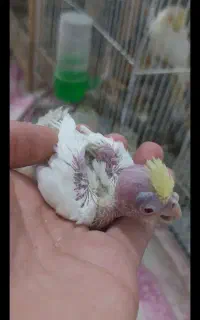 جوجه عروس هلندی لوتیتو