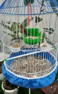 قناری ماده تازه تخم گذاشته