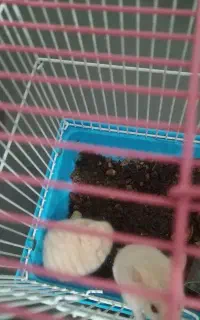 حیوانات خانگی