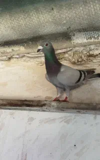 کبوتر آبی بیگلو