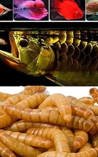غذای بچه ماهی کپور