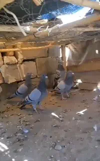 کبوتر