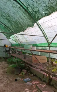 سازه گلخونه محمود اباد