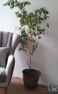 درختچه تزئینی