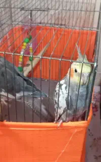 عروس بالغ