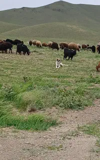 سگ‌ گله ای